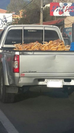 pollos-camioneta